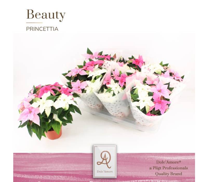 Euphorbia pul. Princettia Trio