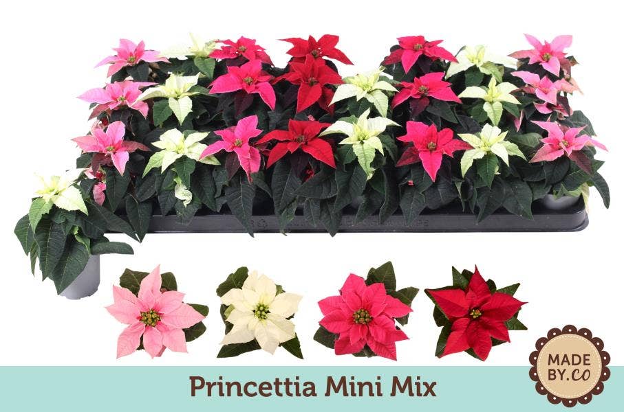 Euphorbia pul. Princettia