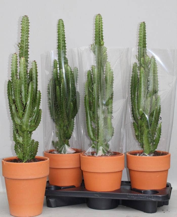 Euphorbia trigona in terracotta