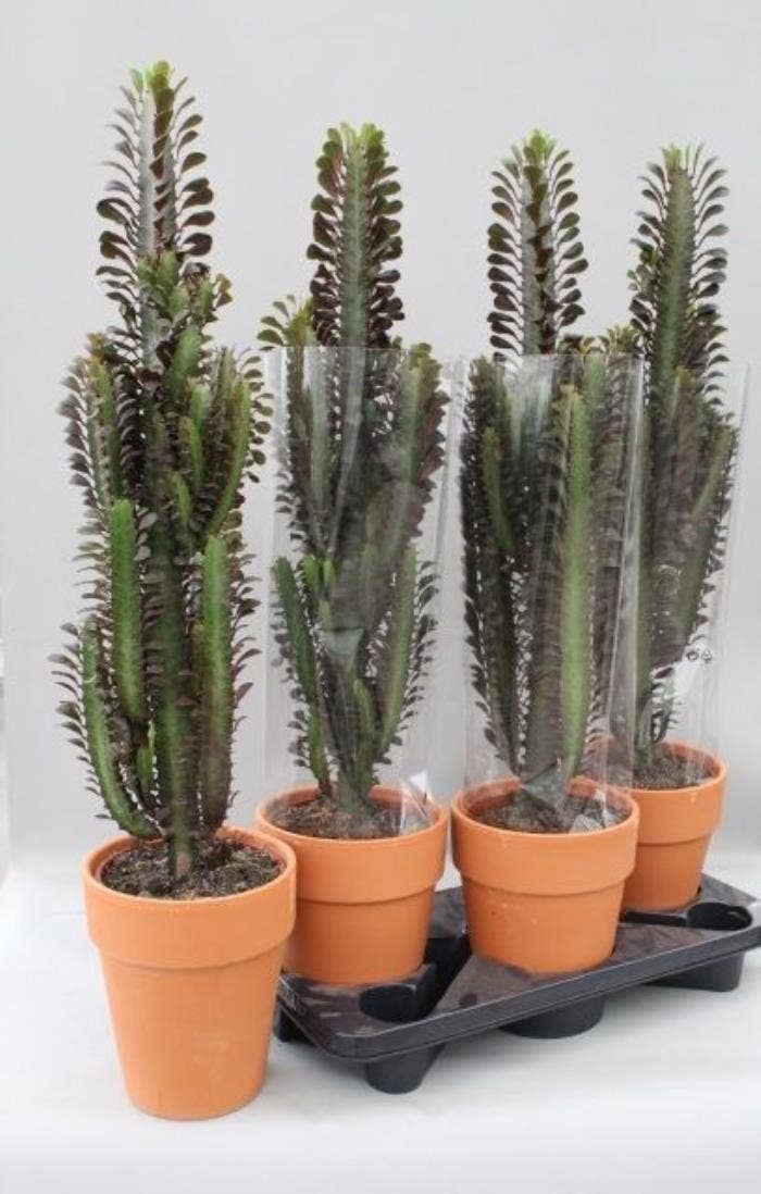 Euphorbia trigona Rubra in terracotta