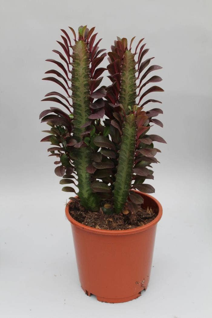 Euphorbia trigona Rubra