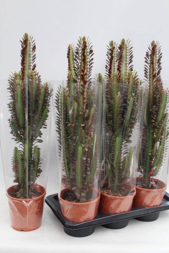 Euphorbia trigona Rubra