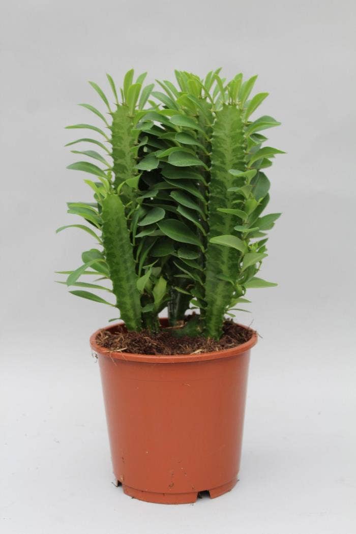 Euphorbia trigona