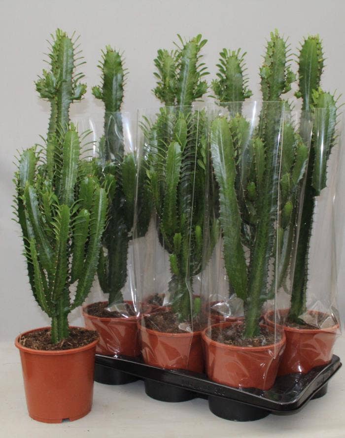 Euphorbia trigona