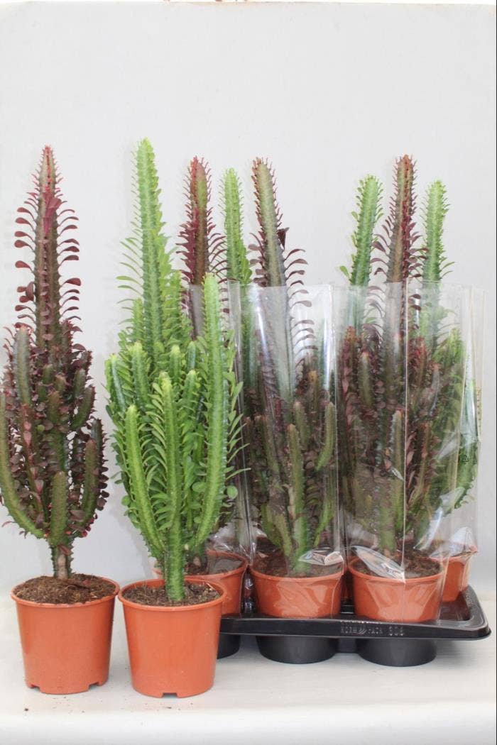 Euphorbia trigona