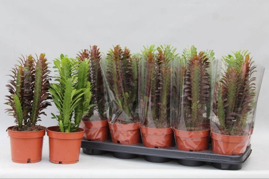 Euphorbia trigona