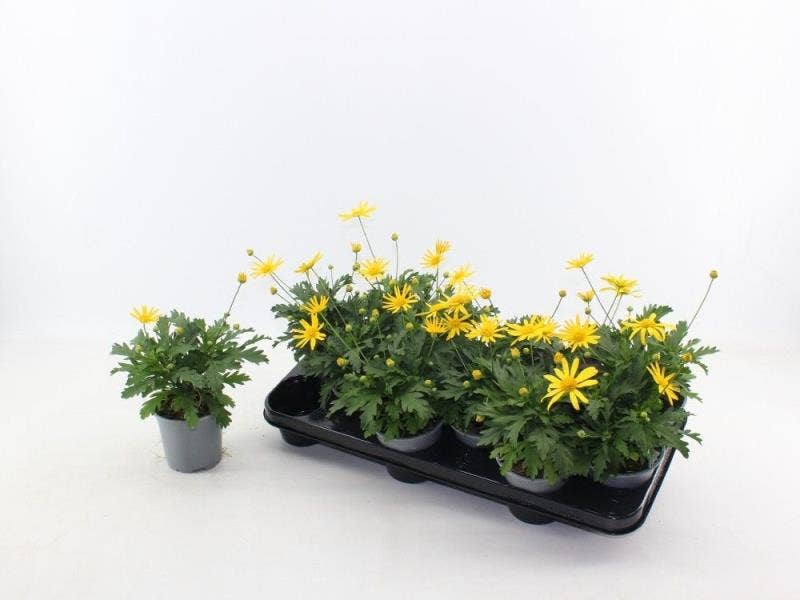 Euryops Sonnenschein