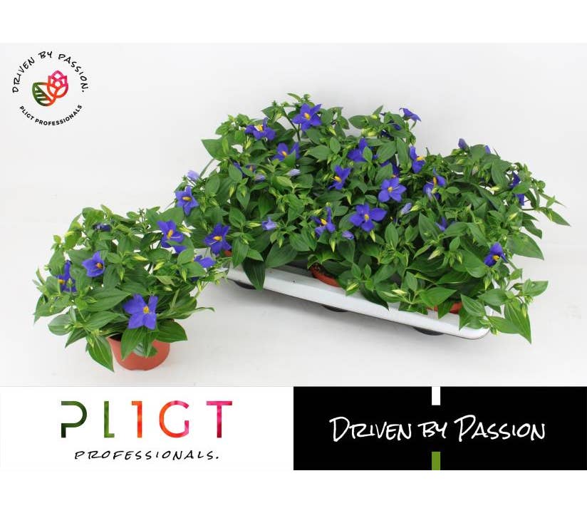 Exacum tri. 'Sapphire Blue'
