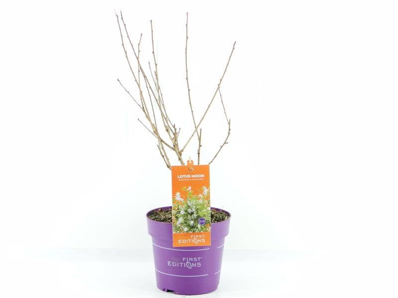 Exochorda 'Lotus Moon'