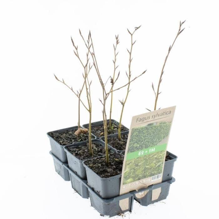 Fagus sylvatica
