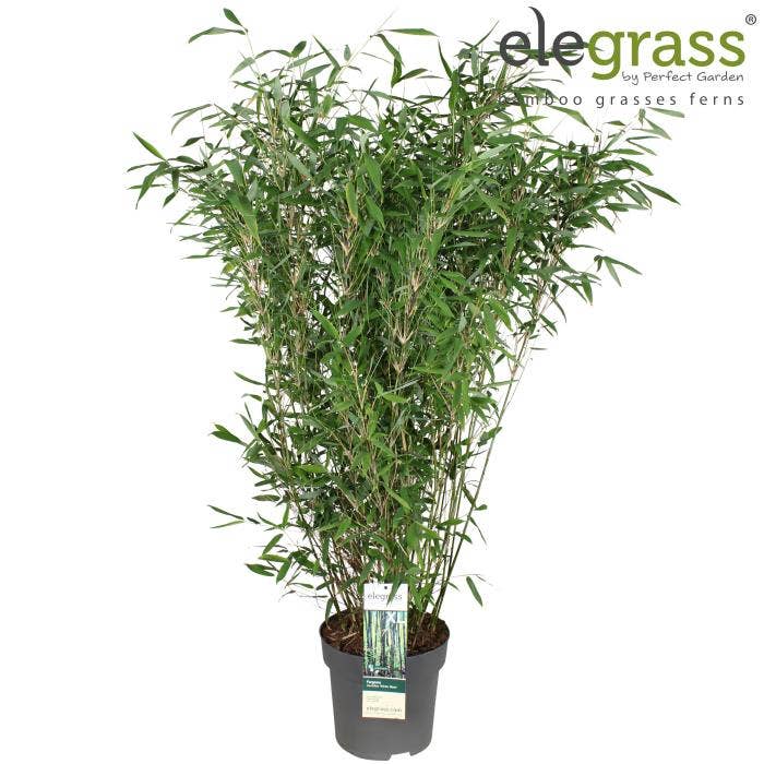 Fargesia murieliae 'Winter Black'