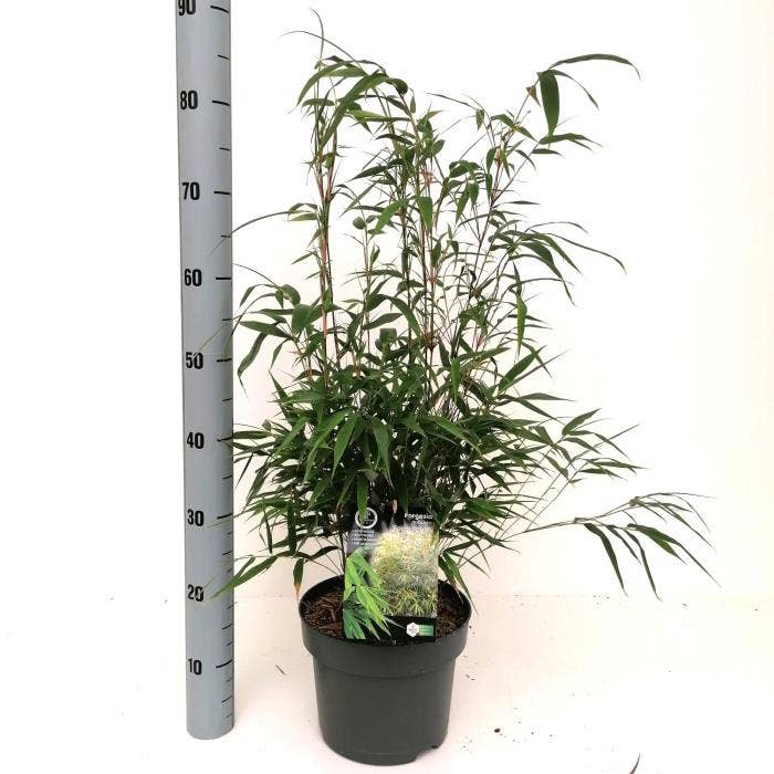 Fargesia rob. 'Formidable'