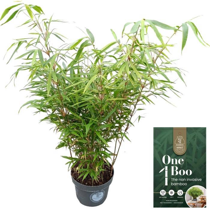 Fargesia rob. 'Formidable'