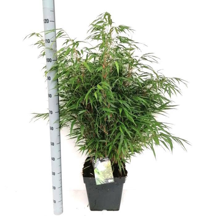 Fargesia rob. 'Formidable'