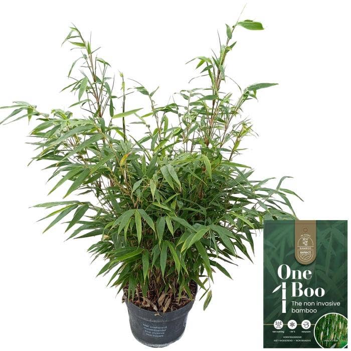 Fargesia rob. 'Pingwu'