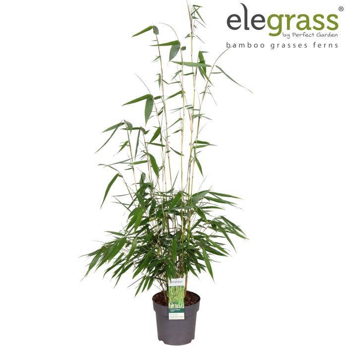 Fargesia robusta 'Pingwu' 