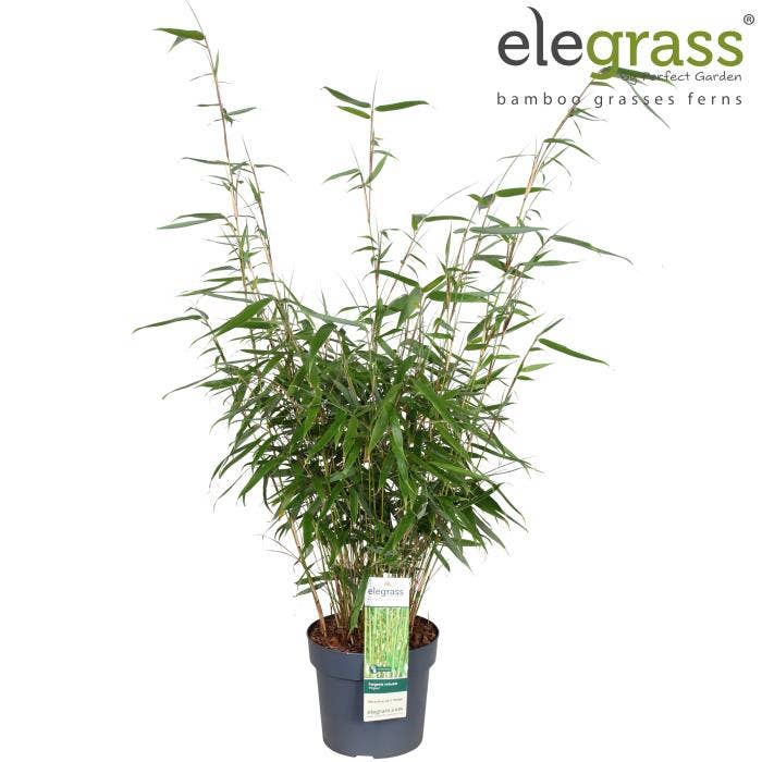 Fargesia robusta 'Pingwu' 