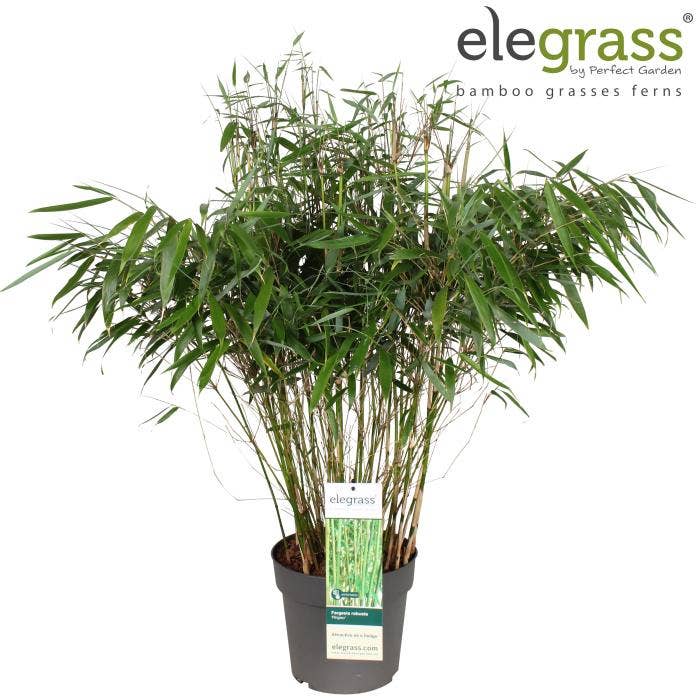 Fargesia robusta 'Pingwu' 