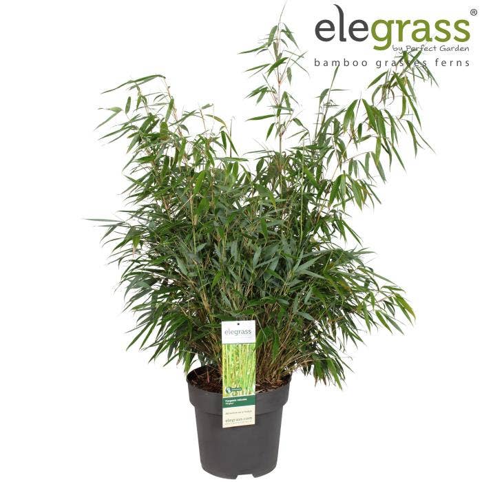 Fargesia robusta 'Pingwu' 