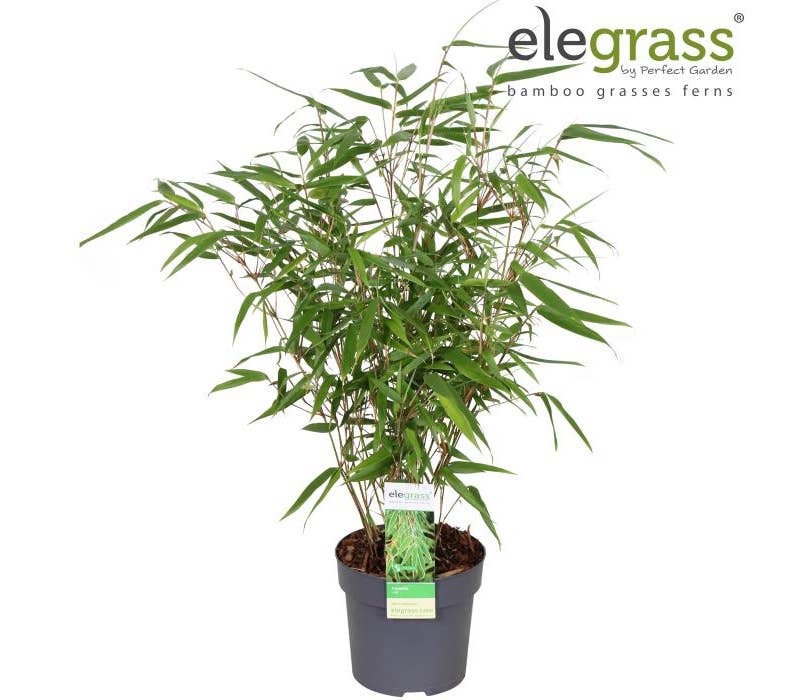 Fargesia rufa | Green Solutions