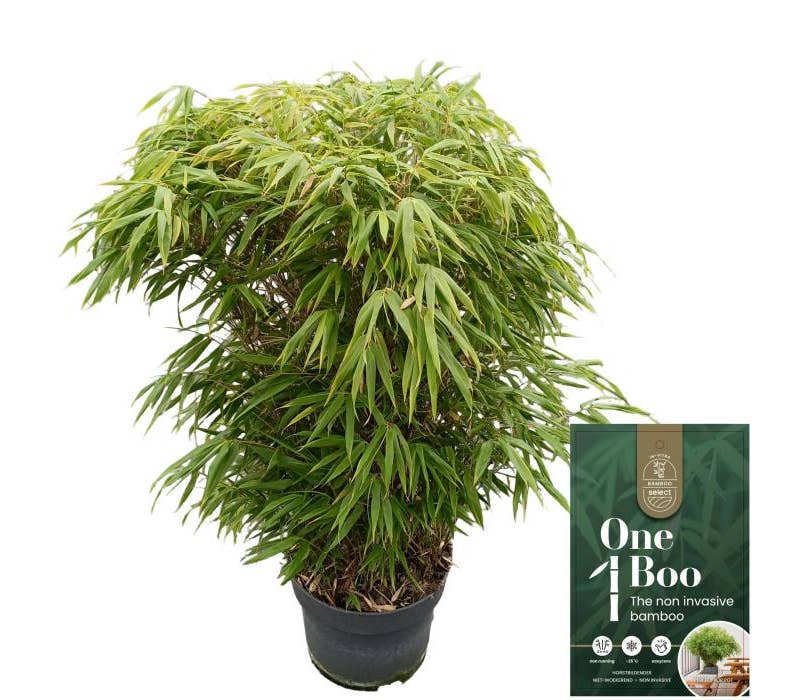 Fargesia rufa | Green Solutions