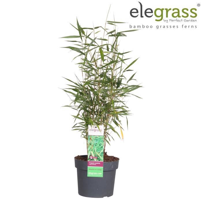 Fargesia scab. Asian Wonder 