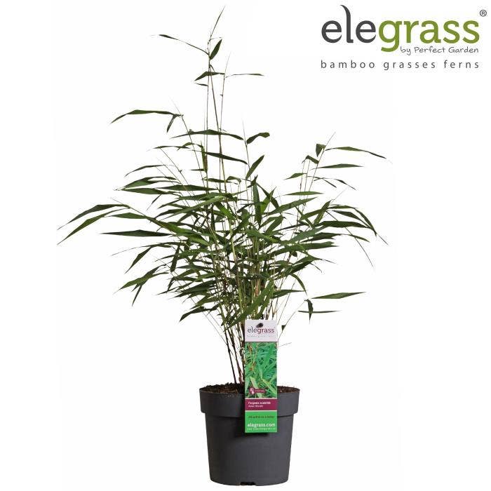 Fargesia scab. 'Asian Wonder' 