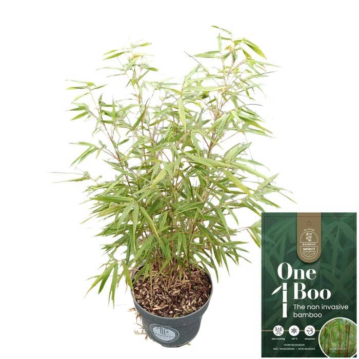 Fargesia scabrida 'Asian Wonder'