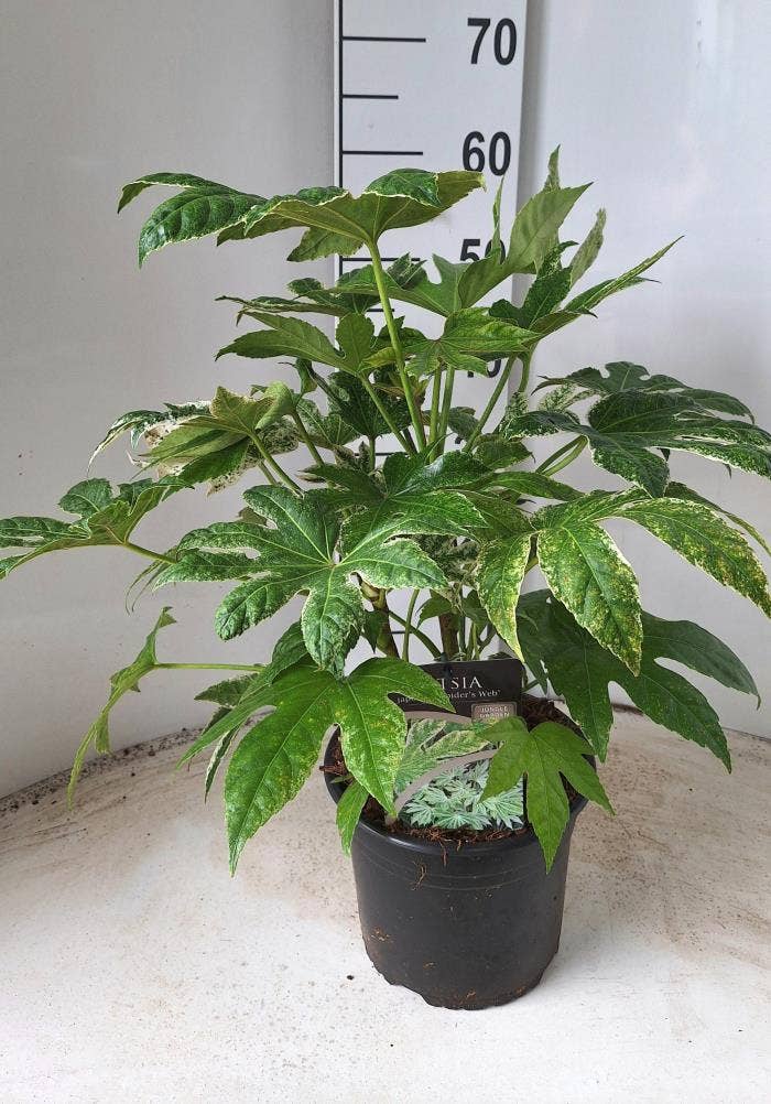 Fatsia jap. 'Spiders Web'