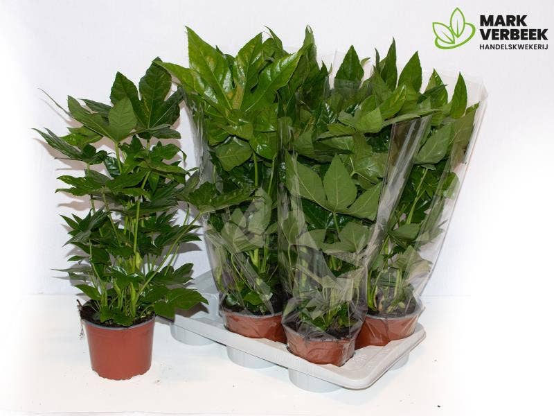 Fatsia japonica overig