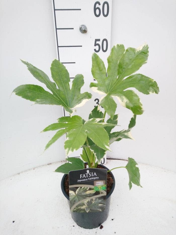 Fatsia japonica variegata