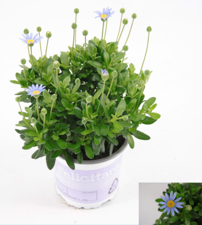 Felicia ame. 'Felicitara Blue'