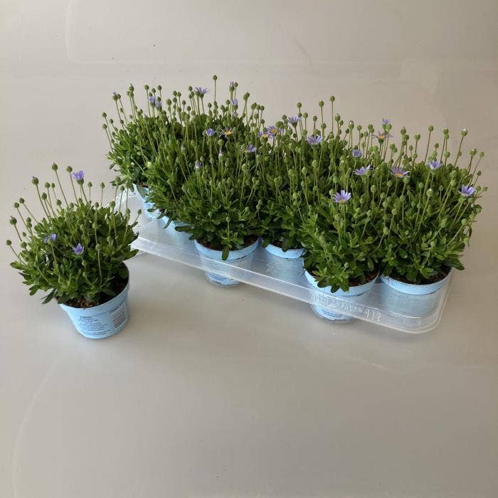 Felicia amelloides Felicitara Blue