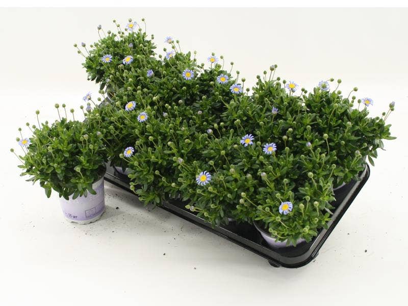 Felicia 'Felicitara Blue'