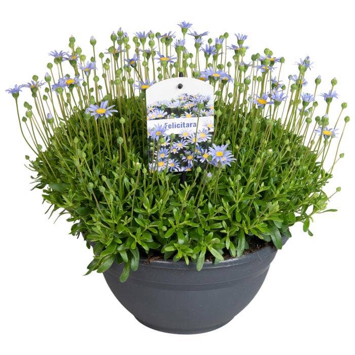 Felicia Felicitara Blue