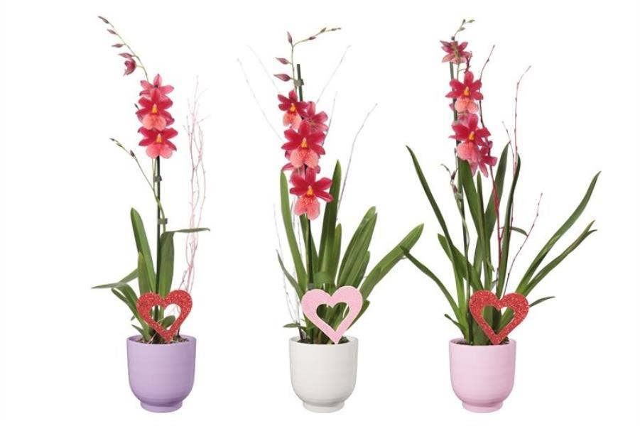 Fem p12 mix candy Cambria Nelly Isler 1T08+