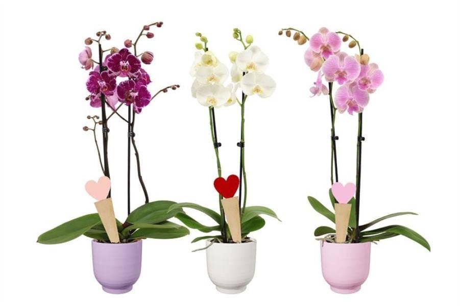 Fem p12 mix love Phal 2T14+