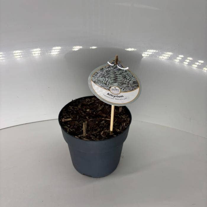 Fern Athyrium niponicum 'Metallicum'