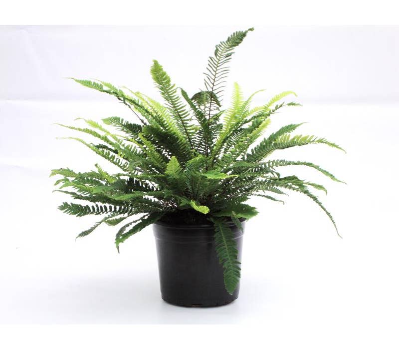 Fern Blechnum sp.