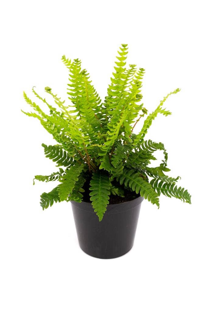 Fern Blechnum sp. 