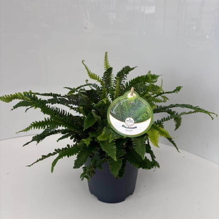 Fern Blechnum spicant