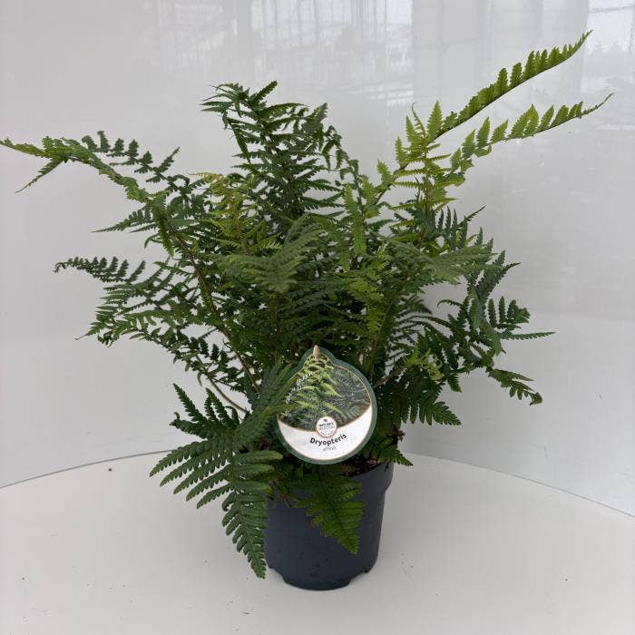 Fern Dryopteris affinis