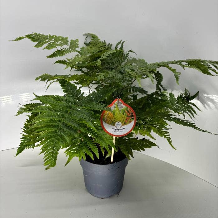 Fern Dryopteris erythrosora