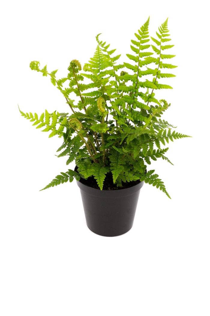 Fern Dryopteris sp.