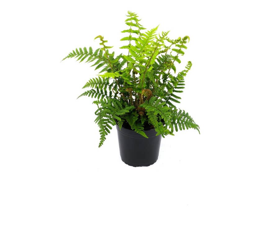 Fern Dryopteris sp. Green Solutions