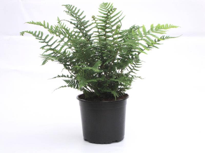 Fern Dryopteris sp.