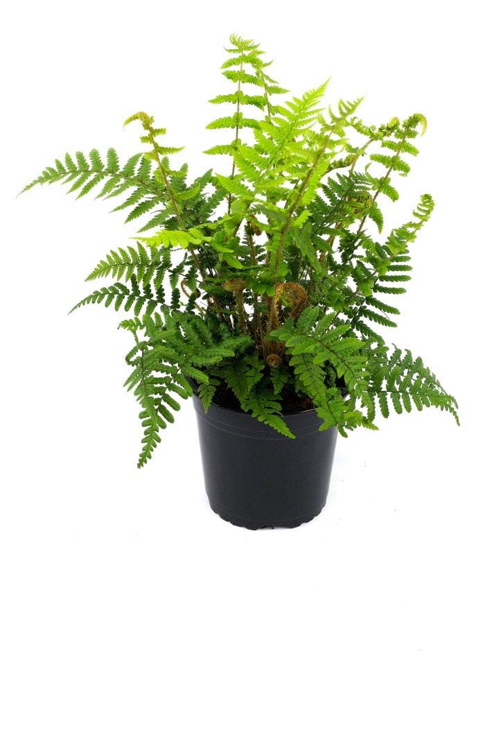 Fern Dryopteris sp. 