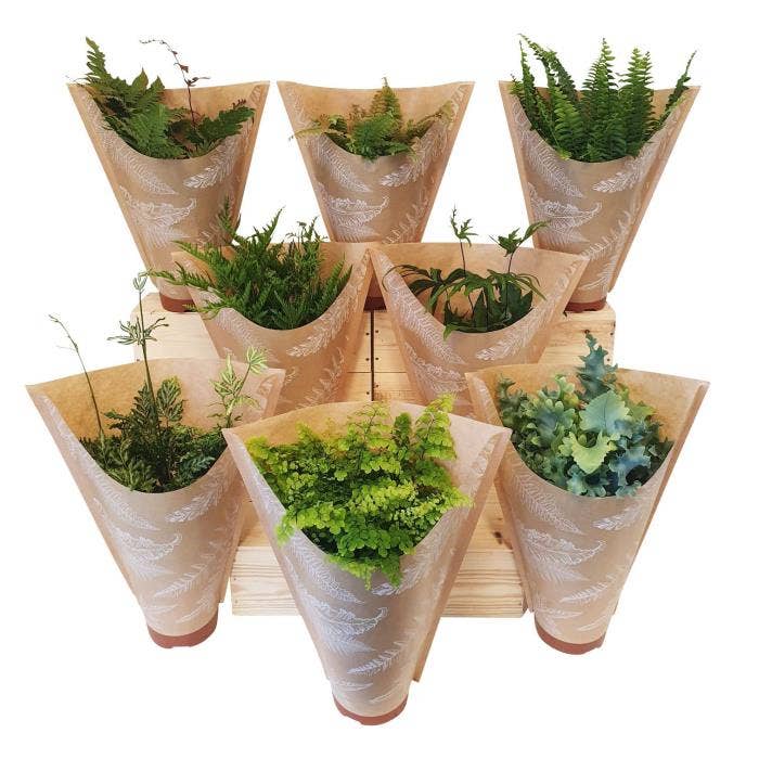 Fern in kraft sleeve