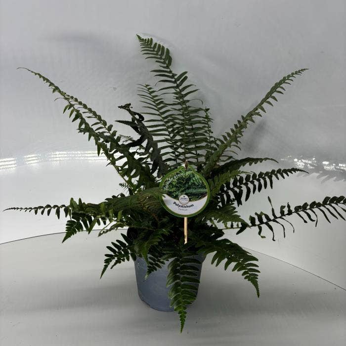 Fern Polystichum munitum