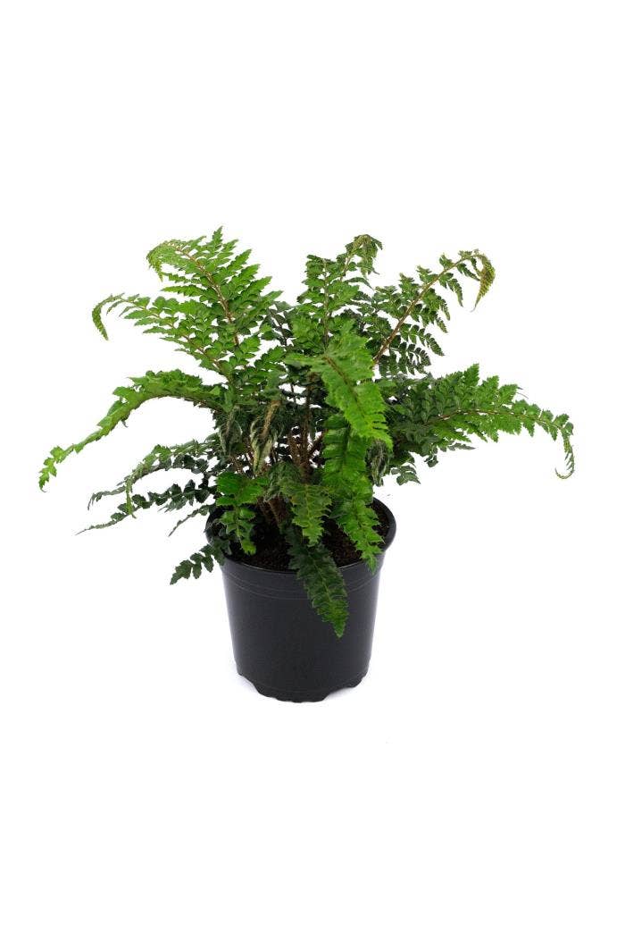 Fern Polystichum sp.